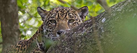 Jaguar by Adriano Gambarini - Bellingham Safaris