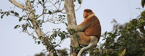 Kinabatangan River - Borneo Tropical Rainforest Tours - Bellingham Safaris