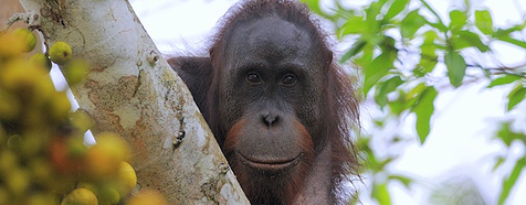 Danum-valley - Borneo Tropical Rainforest Tours - Bellingham Safaris