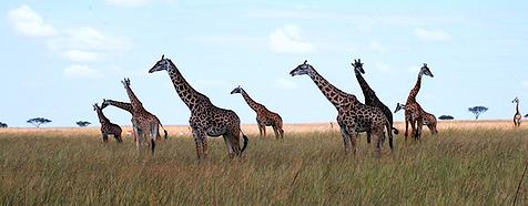 Kenya & Tanzania Luxury Safari Tours - Bellingham Safaris