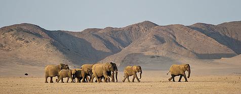 Luxury Namibia Desert Safari Tour - Bellingham Safaris