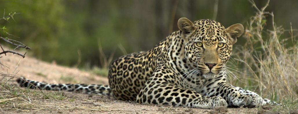 Leopard by Londolozi