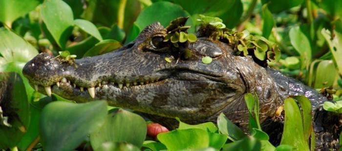 Paraguayan Caiman in Pantanal in Brazil by Simon Bellingham