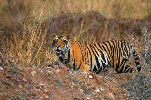 Kanha National Park (India) - July 2017 best tiger reserve