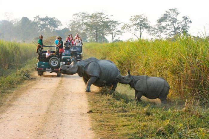 India - Kaziranga - Luxury Safaris - Bellingham Safaris