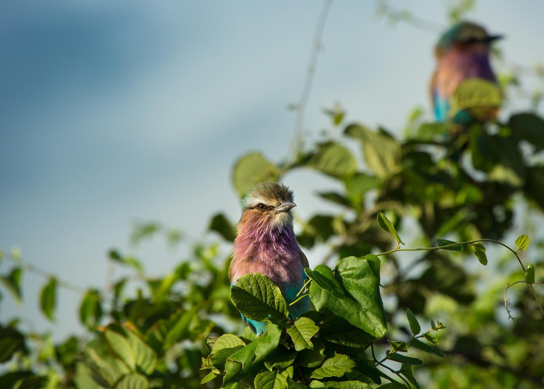 Lilac-breasted Roller at Duba Plains in Okavango Delta in Botswana