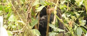 Gorilla nursing baby gorilla