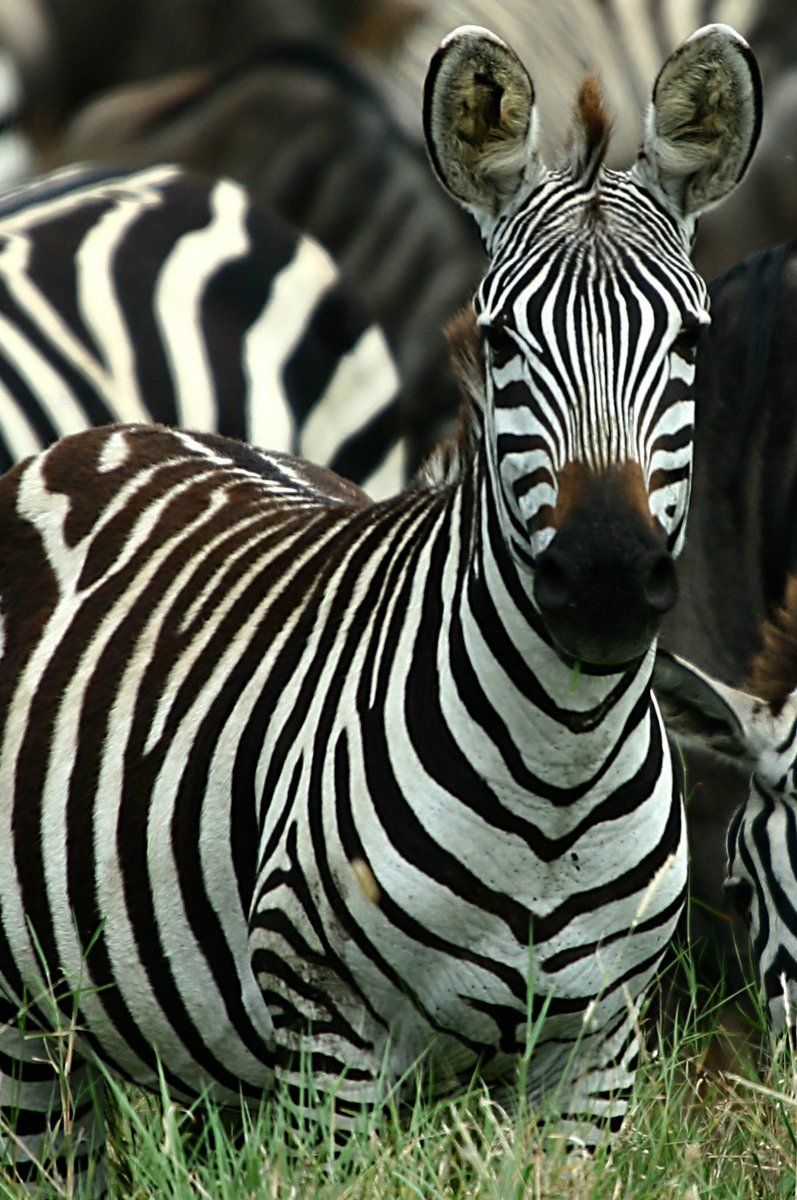 Legendary Serengeti Mobile Camp & Wildlife Gallery