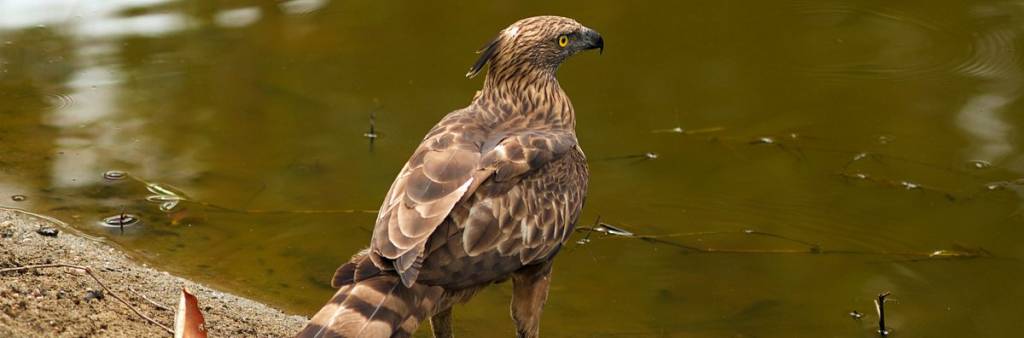 India-Hawk eagle