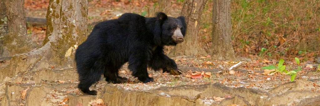 India-Sloth bear