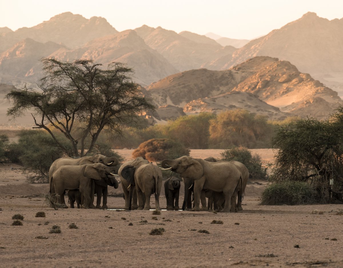 Desert-adapted Elephants - Namibia - View gallery - Luxury Safari - Bellingham Safais