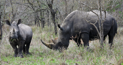 South Africa - Luxury Safari - View gallery - Bellingham Safaris