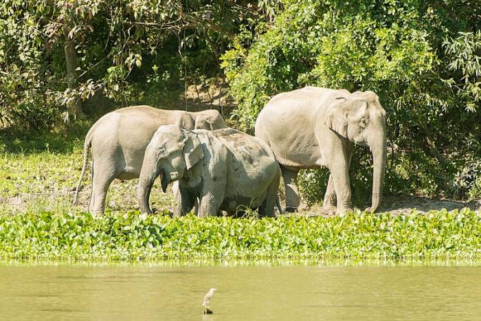 India - Asian Elephant in Kaziranga National Park by Larry Jackson