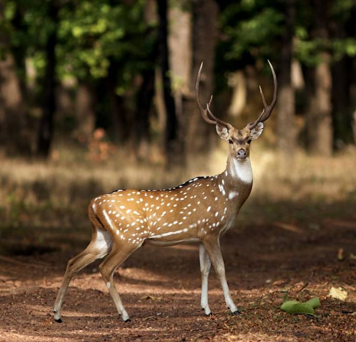 India - Chital by Indrajit Latey