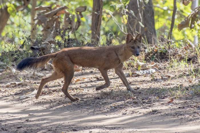 India - Dhole by Larry Jackson