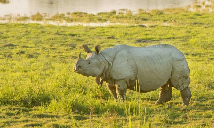 India - Great Indian One-horned Rhinoceros by Larry Jackson