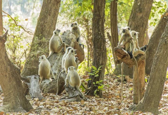 India - Hanuman Langur family by Larry Jackson