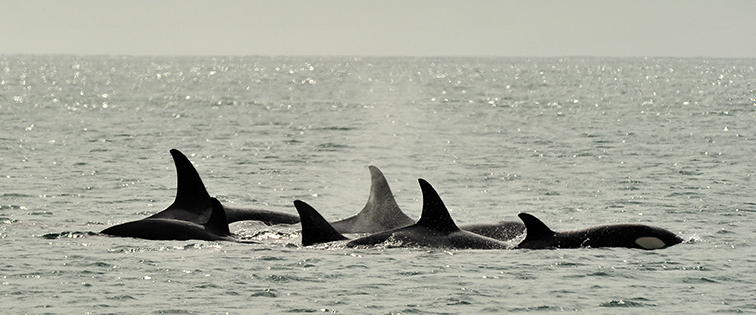 Orcas by Pablo Cersosimo at Valdes Peninsula - Argentina & Chile Luxury Wildlife Safari Tours - Bellingham Safaris