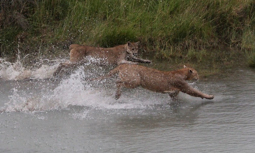 Argentina & Chile - Luxury Safaris - View gallery