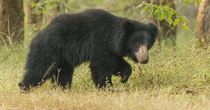 India - Sloth Bear by Larry Jackson