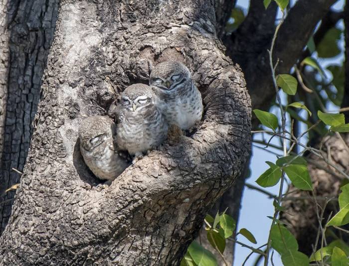 India - Spotted Owlets by Larry Jackson