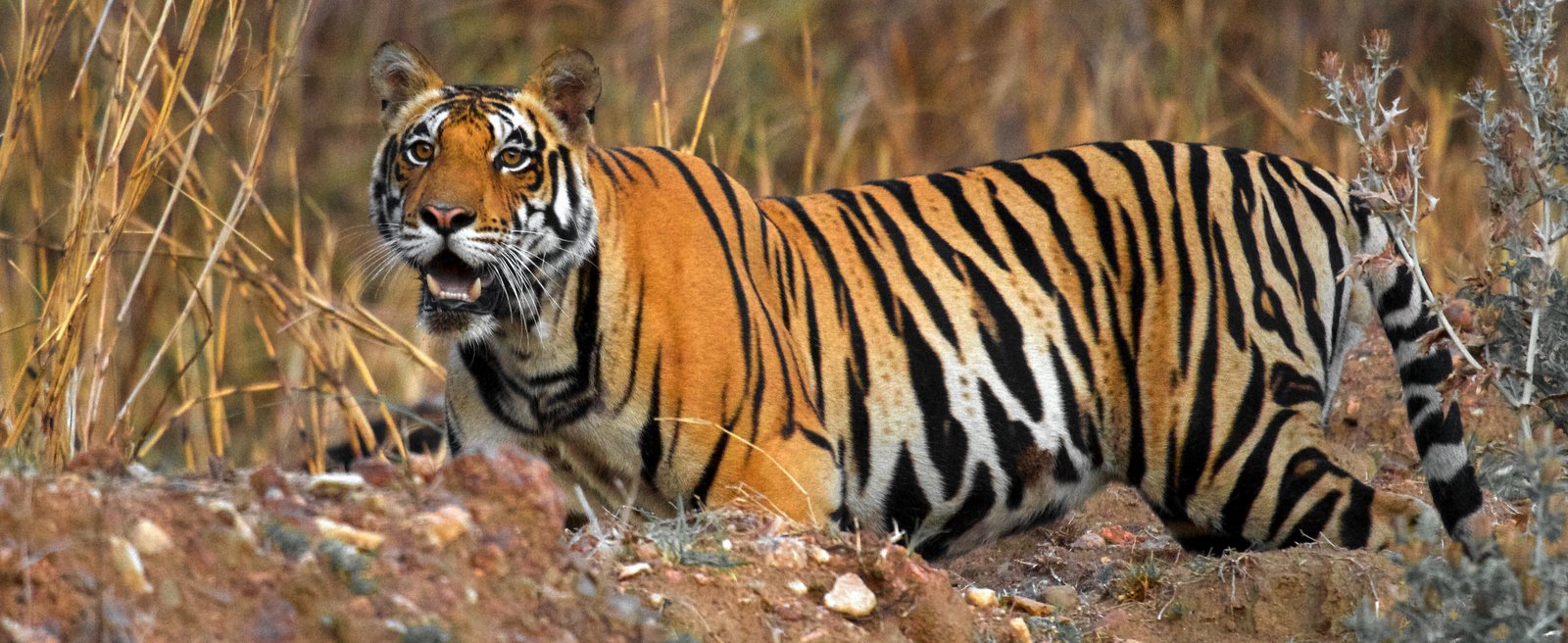 Tiger by Indrajit Latey
