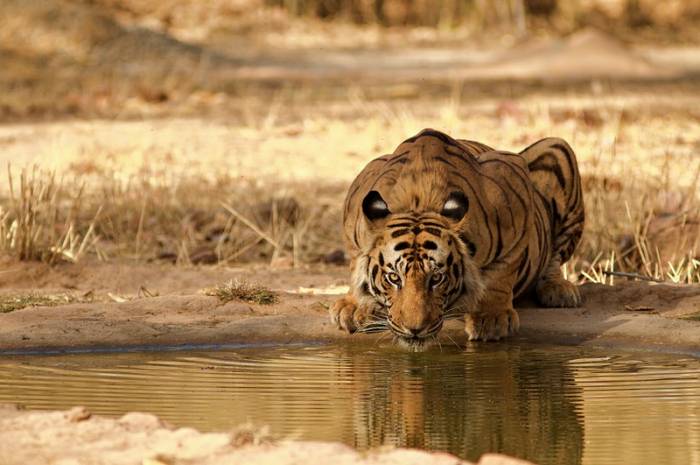 India - Tiger drinking by Indrajit Latey