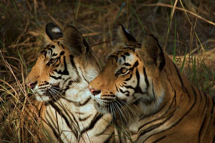 India - Tigress with young by Indrajit Latey