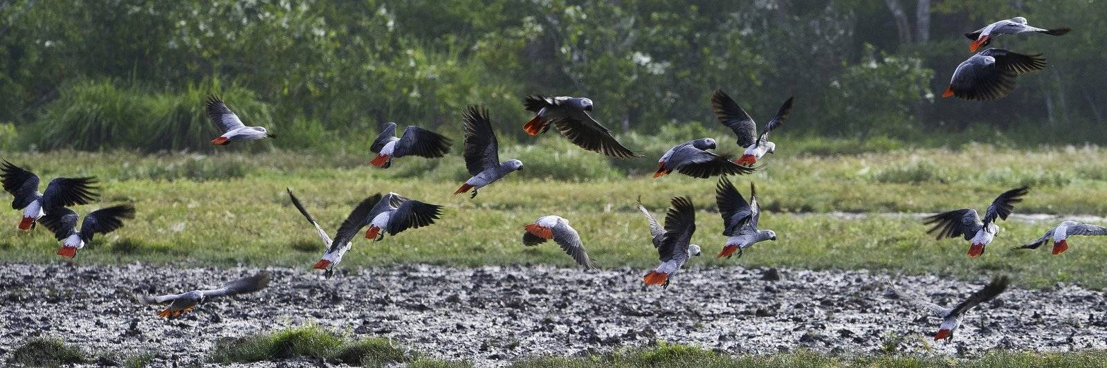 Congo - top bird - African Grey Parrot