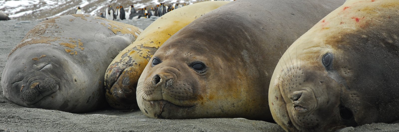 Top Mammal of South Georgia