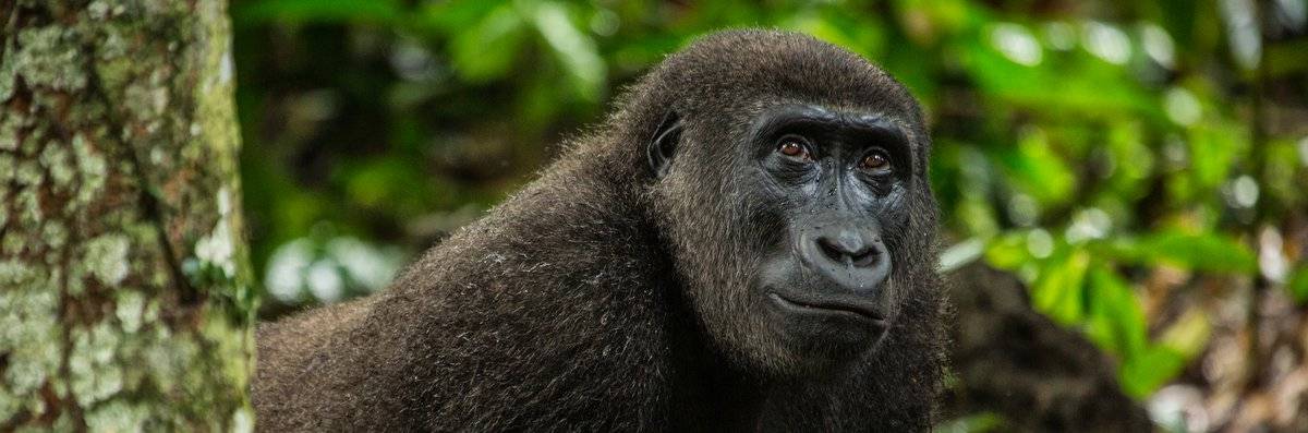 Top Mammals of Congo - Western Lowland Gorilla