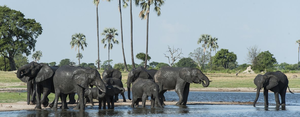 Breeding heard of Elephants by Mike Myers - Zimbabwe & Victoria Falls Luxury Safari - Bellingham Safaris