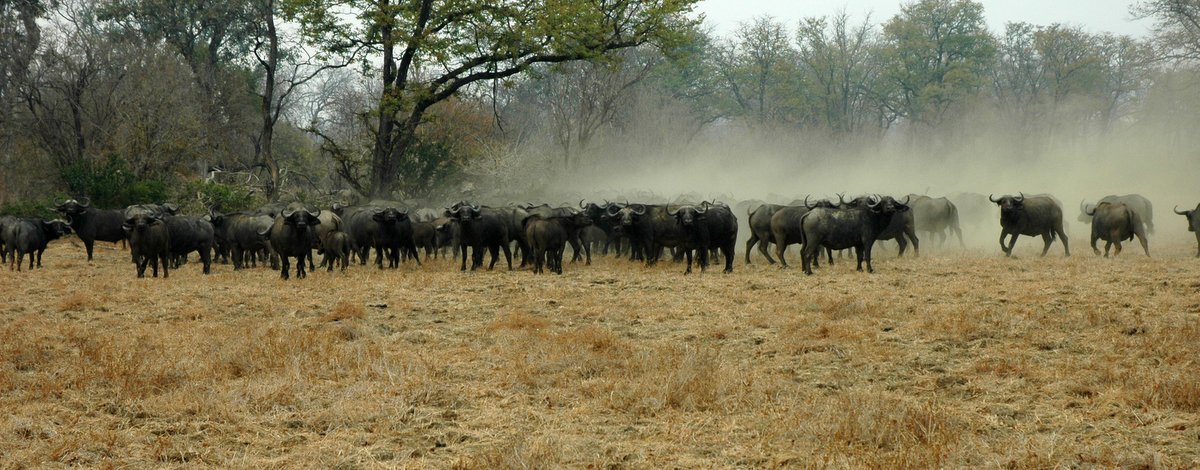 Buffalo at Mana Pools by Simon Bellingham - Zimbabwe & Victoria Falls Luxury Safari - Bellingham Safaris