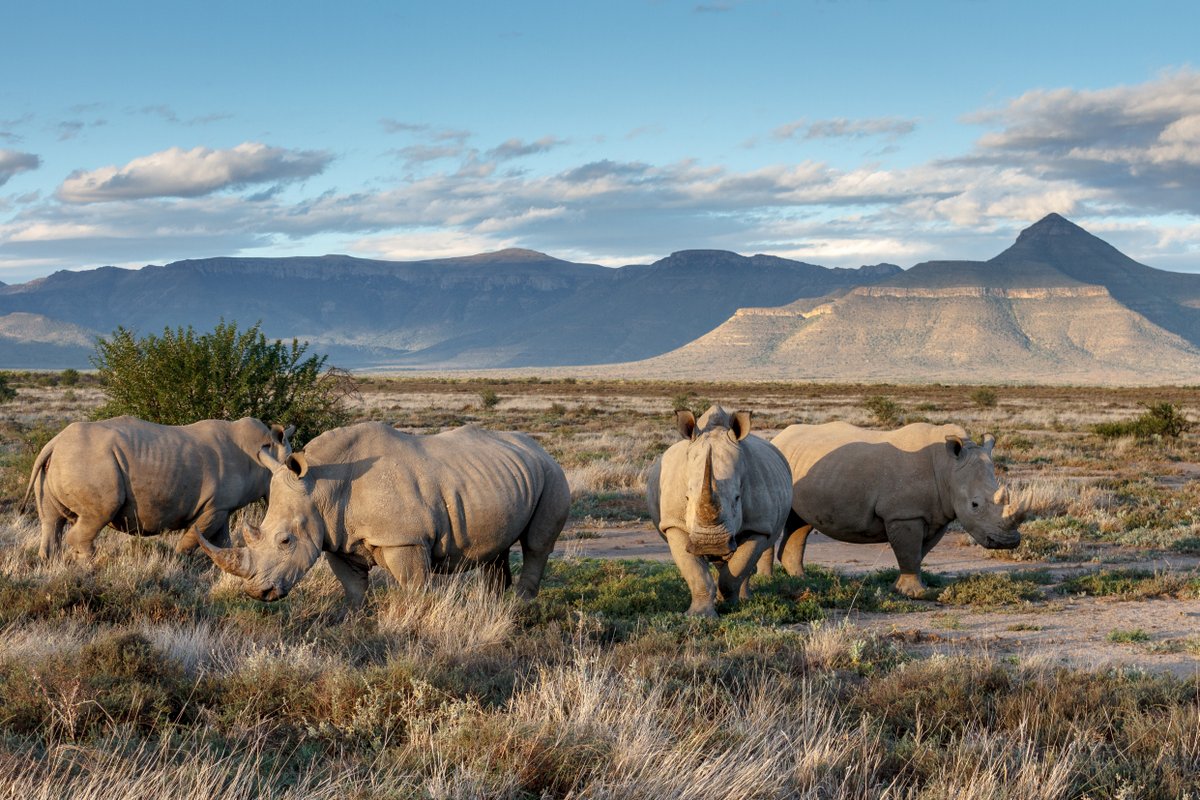 White Rhinos in Samara in the Karoo in South Africa with Bellingham Safaris