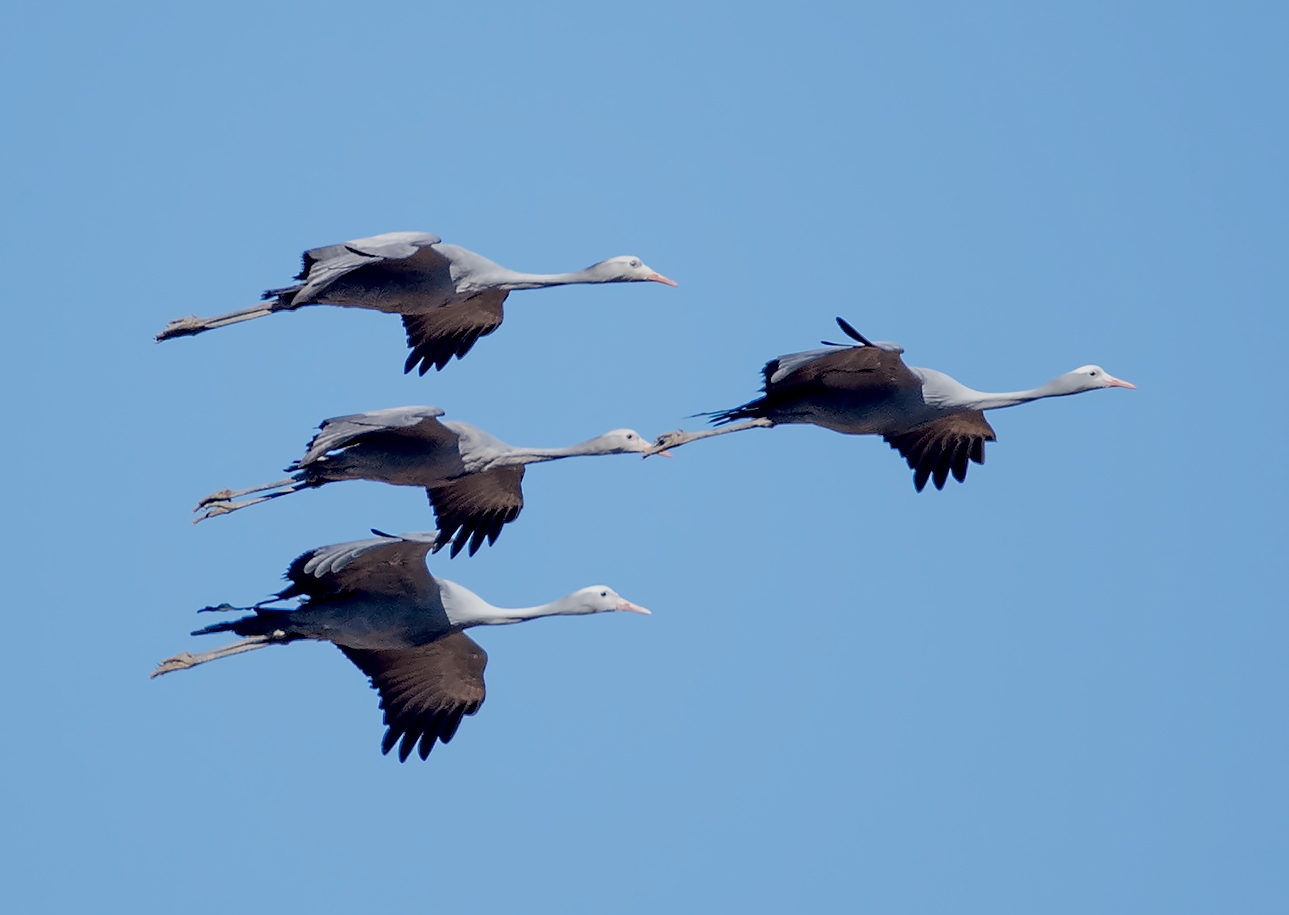 Blue cranes in flight by Mark Drysdale, at Samara in the Karoo in South Africa with Bellingham Safaris