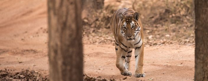 Tigress in Kanha by Simon Bellingham