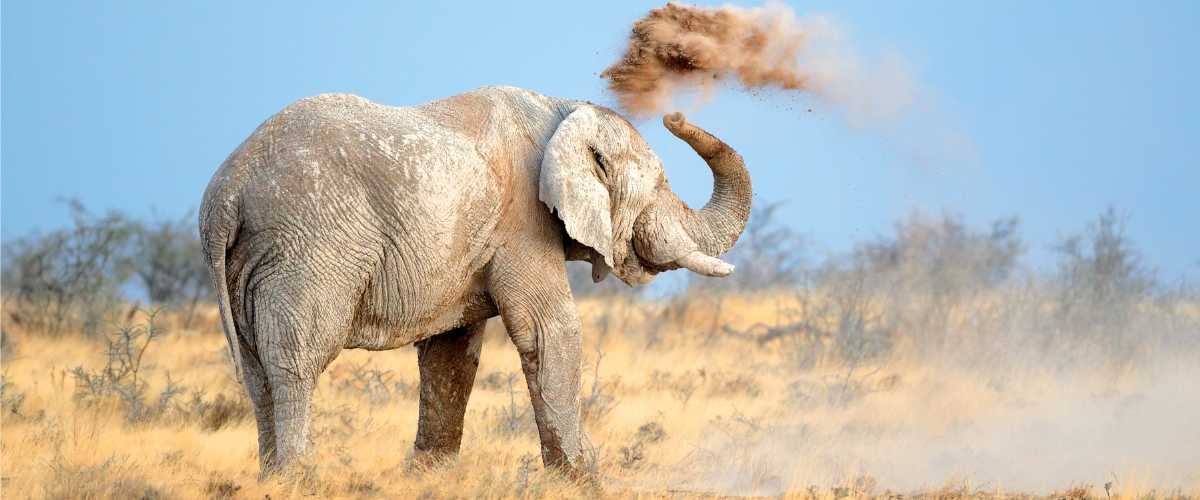 African Elephant in Etosha in Namibia in Luxury in Bellingham Safaris