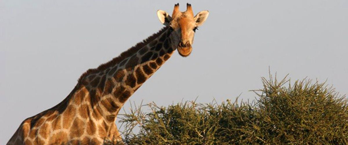 Giraffe in Namibrand Private Reserve in Namibia