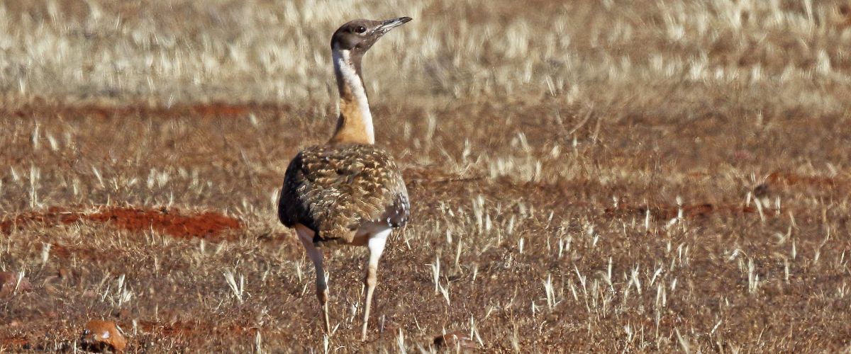 Ludwig's Bustard in Namibrand Private Reserve in Namibia