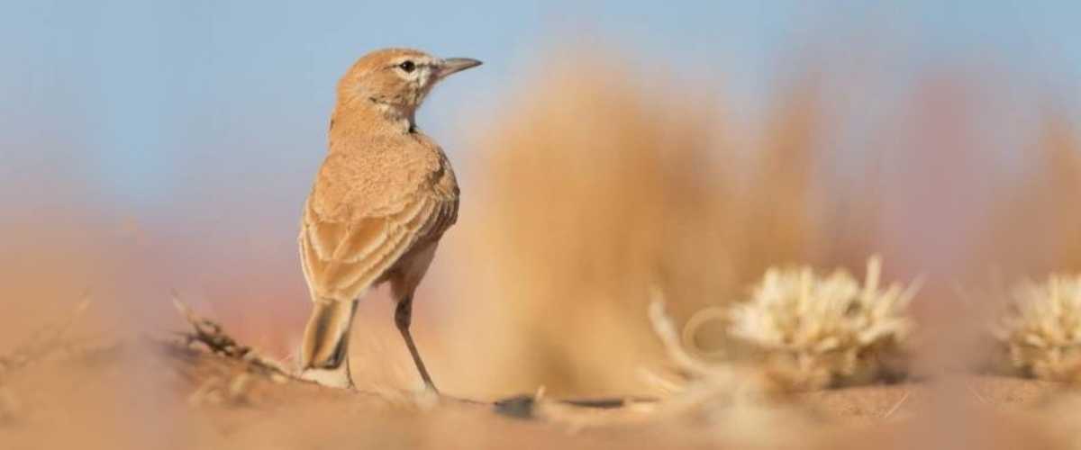 Dune Lark in Sossusvlei, Namibia