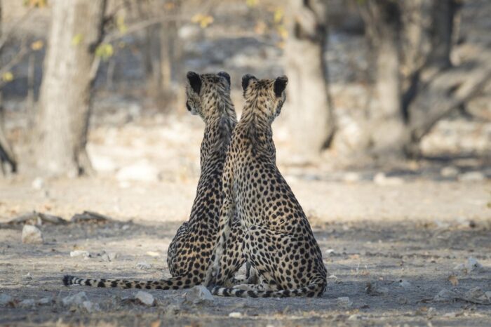 Little Ongava in Etosha, Namibia