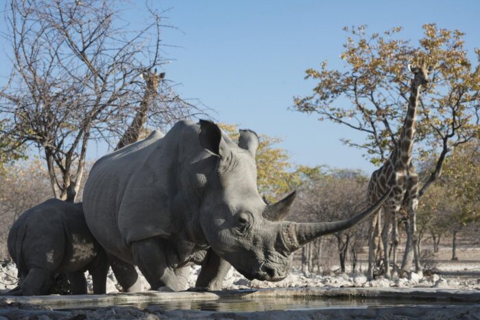 Little Ongava in Etosha, Namibia