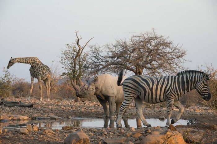 Little Ongava in Etosha, Namibia