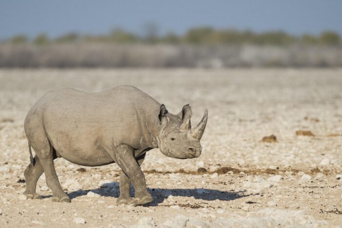 Anderssons lodge at Ongava in Etosha, Namibia