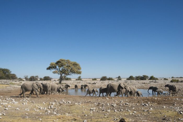 Anderssons lodge at Ongava in Etosha, Namibia