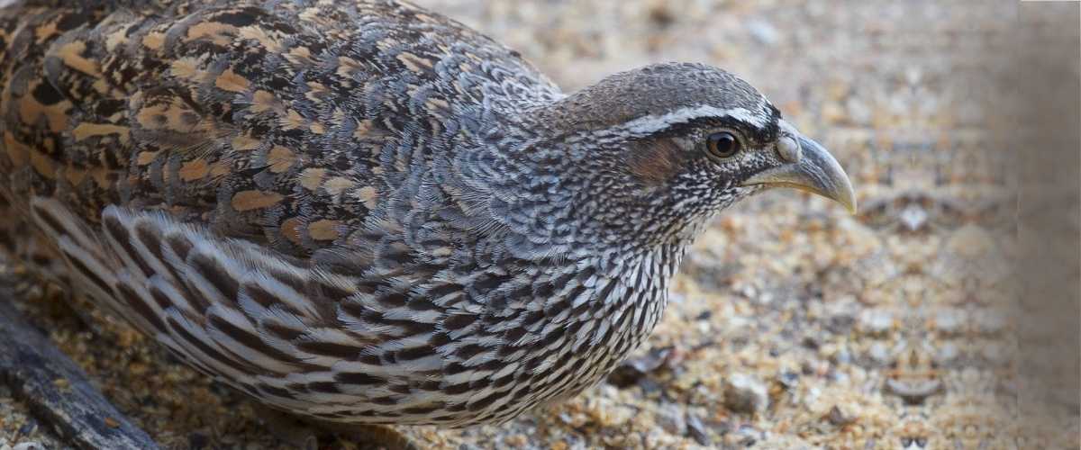 Hartlaubs Spurfowl in Etosha in Namibia in Luxury in Bellingham Safaris