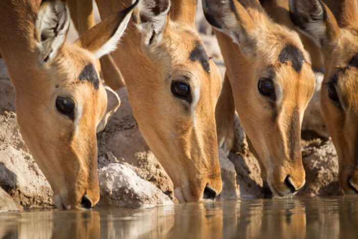 Onguma Camp Kala lodge in Etosha, Namibia