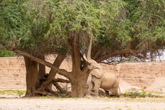 Hoanib Skeleton Coast Camp in Namibia in Luxury Safaris Lodge Gallery