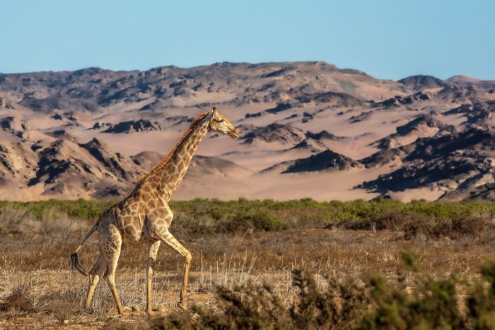 Hoanib Valley Camp in Hoanib Valley in Namibia - For the Website gallery