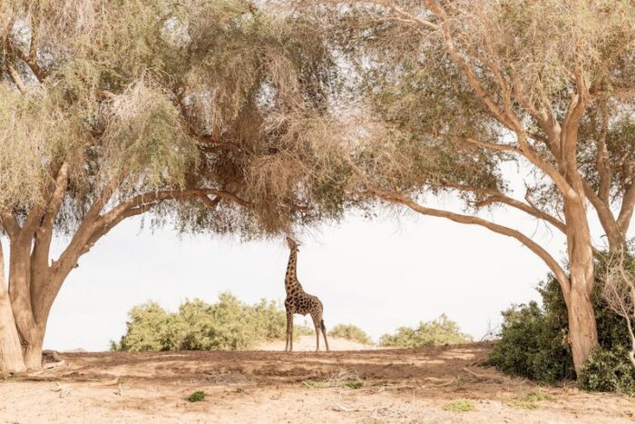 Hoanib Valley Camp in Hoanib Valley in Namibia - For the Website gallery